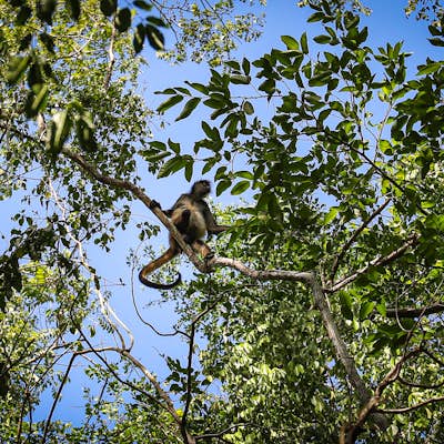 Explore Punta Laguna Monkey Reserve