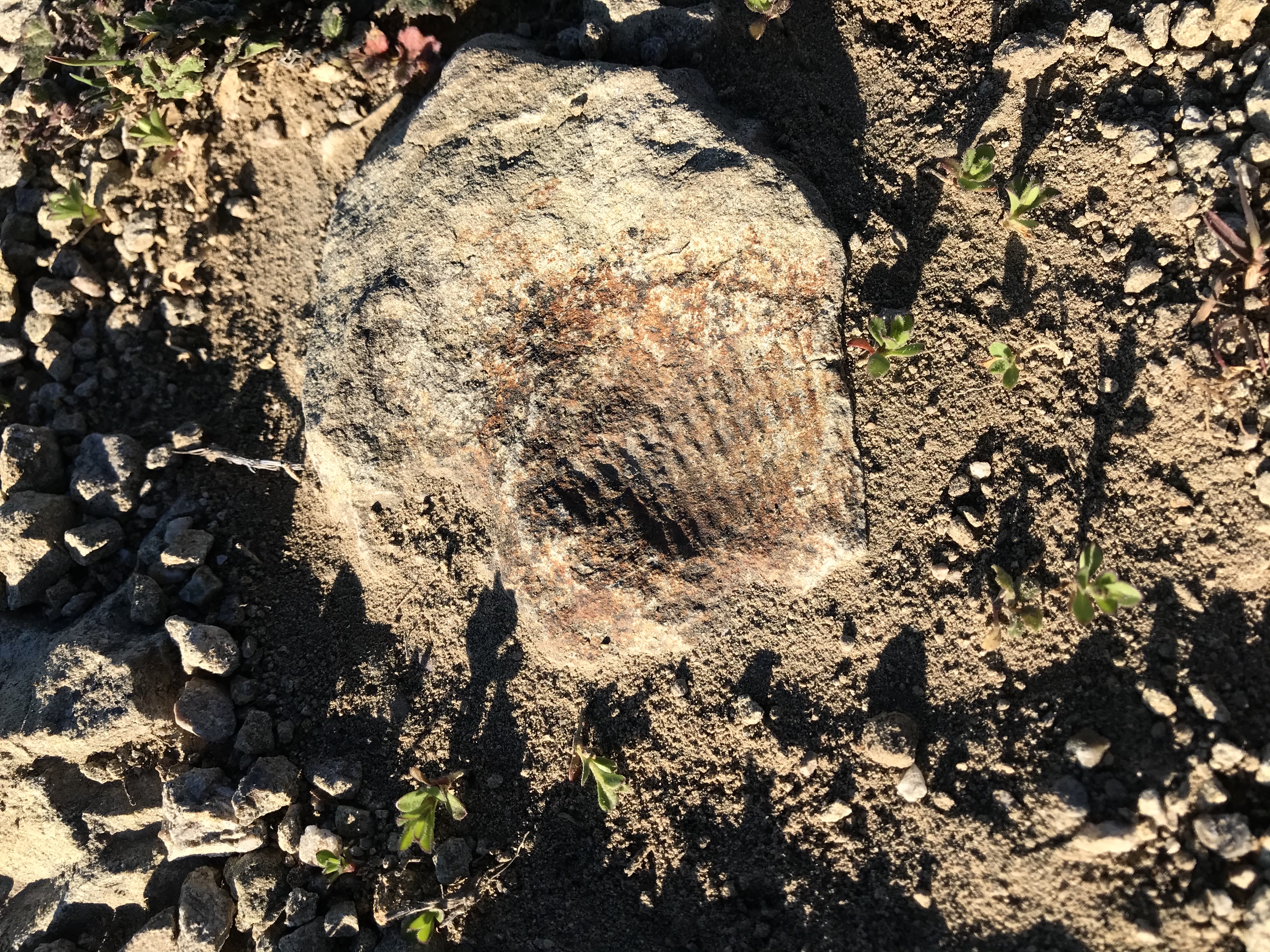 Mission Peak via Hidden Valley Trail