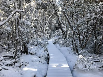 Hike the iconic Overland Track