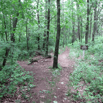 Hike the Bald Bluff Trail