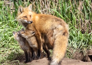 For A Time Like This - Backyard Wildlife Photography 