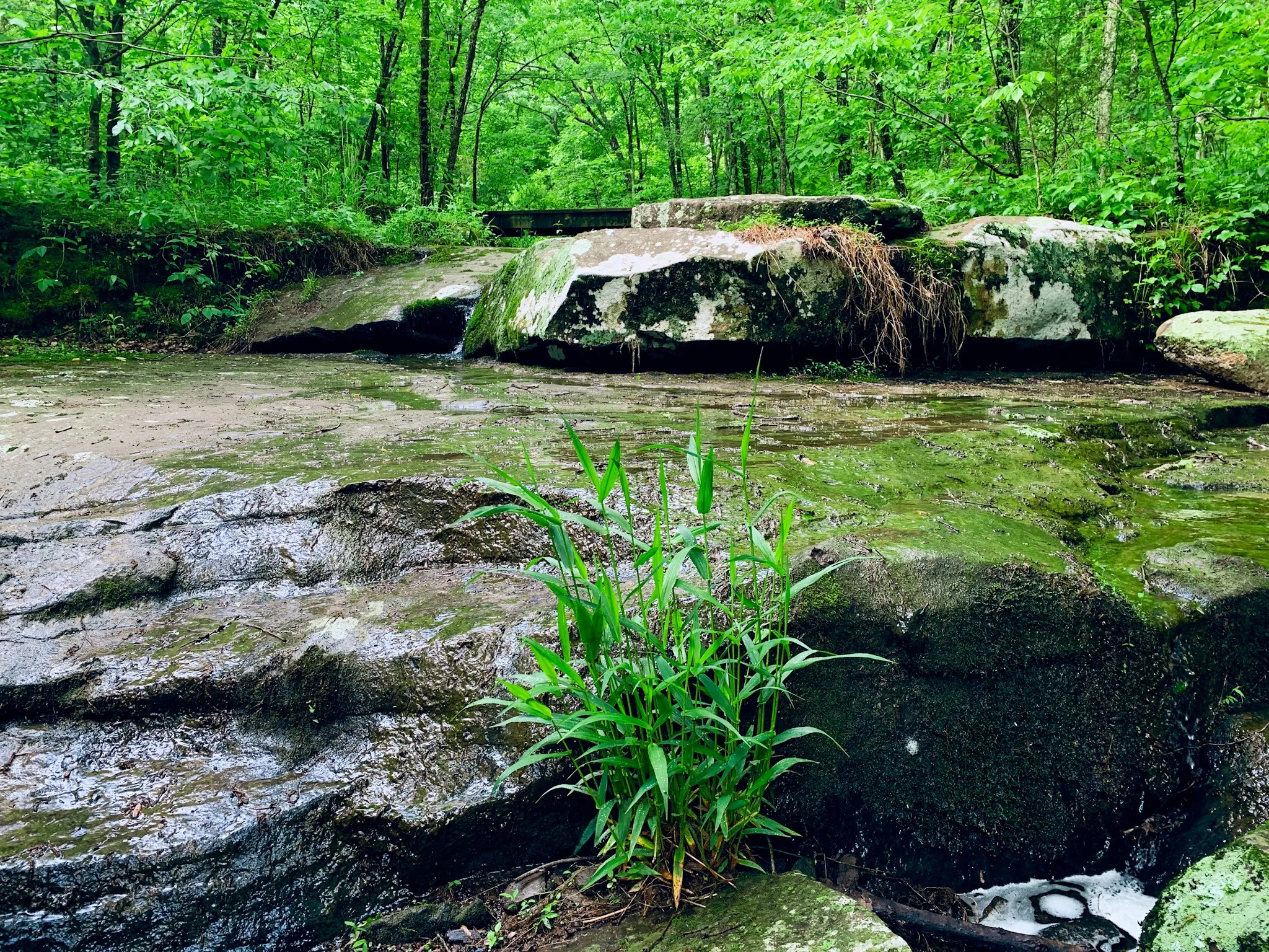 Hike Rocky Bluff Trail