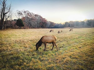 Photograph Elk and Bison Prairie at Land Between the Lakes National Recreation Area
