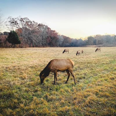Photograph Elk and Bison Prairie at Land Between the Lakes National Recreation Area