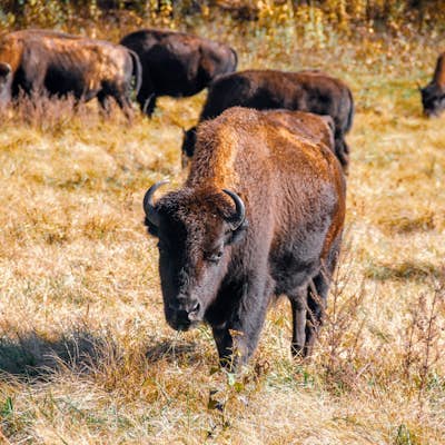 Photograph Elk and Bison Prairie at Land Between the Lakes National Recreation Area