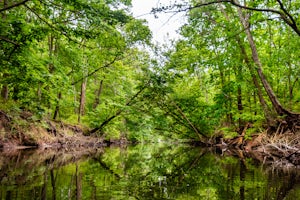 Paddle the Assawoman Canal 