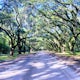 Hike through Wormsloe State Historic Site