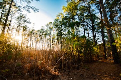 Hike the Sea Hawk Trail at Holts Landing State Park