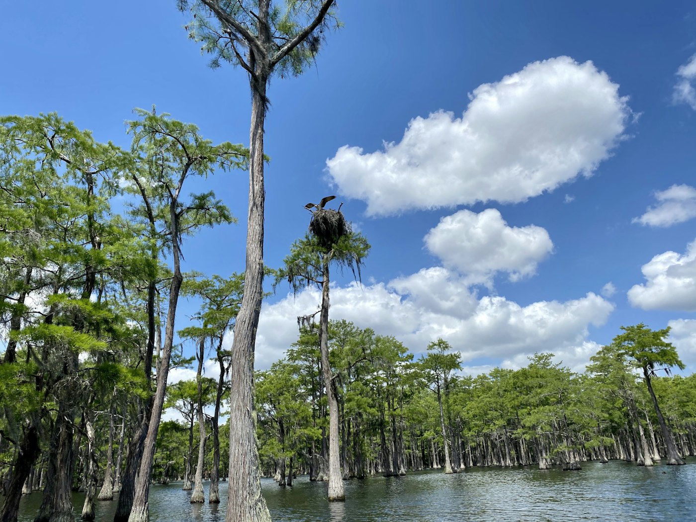 Photo of Kayak at L Smith State Park