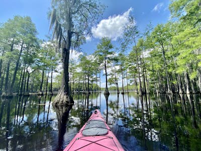 Kayak at George L Smith State Park