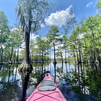 Kayak at George L Smith State Park