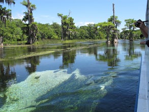 Explore the Sapphire Waters of Wakulla Springs, Florida