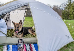 The Importance of Training When Camping with Dogs