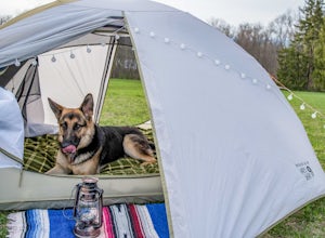 The Importance of Training When Camping with Dogs