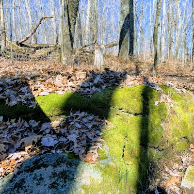 Hike Millstone Bluff in the Shawnee National Forest