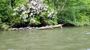 Kayak the Chestatee River South of Dahlonega