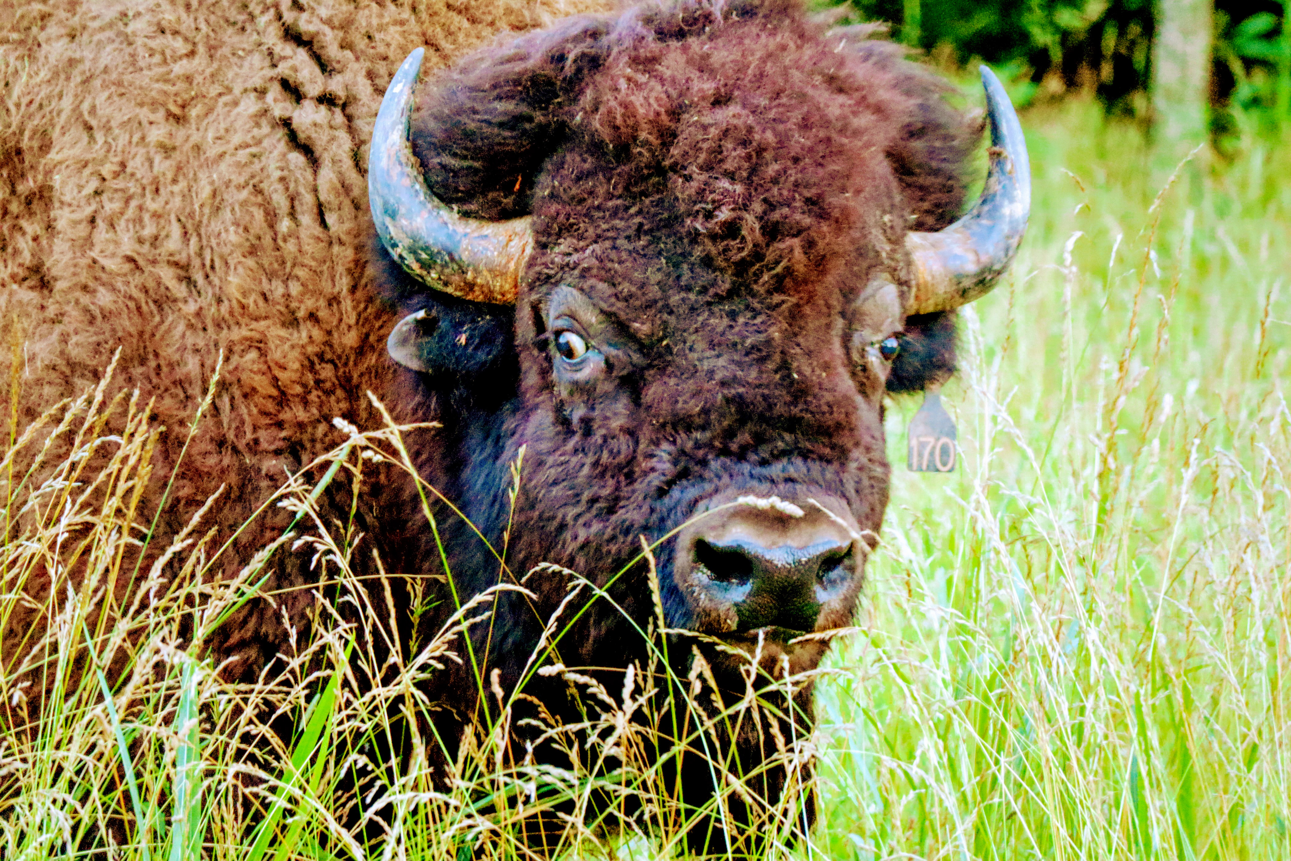 Photograph Elk and Bison Prairie at Land Between the Lakes National Recreation Area