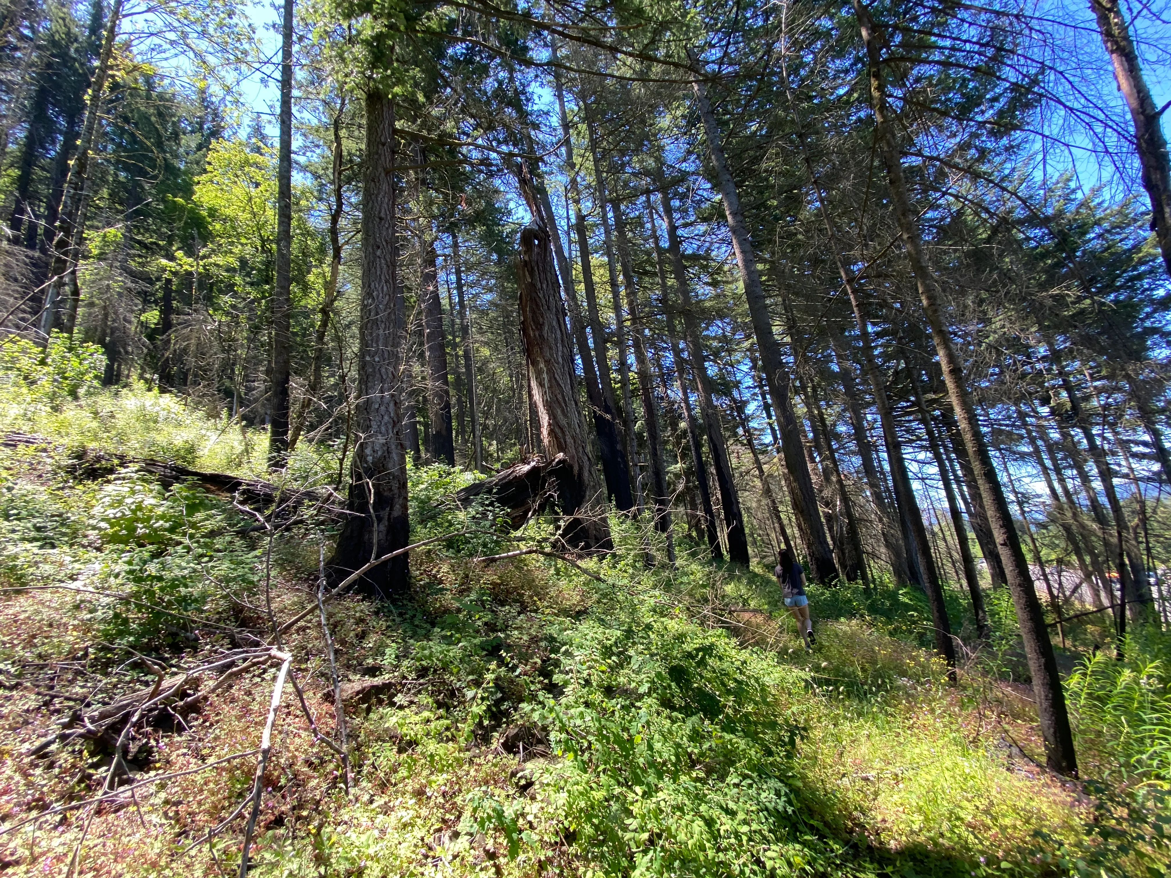 Munra Point
