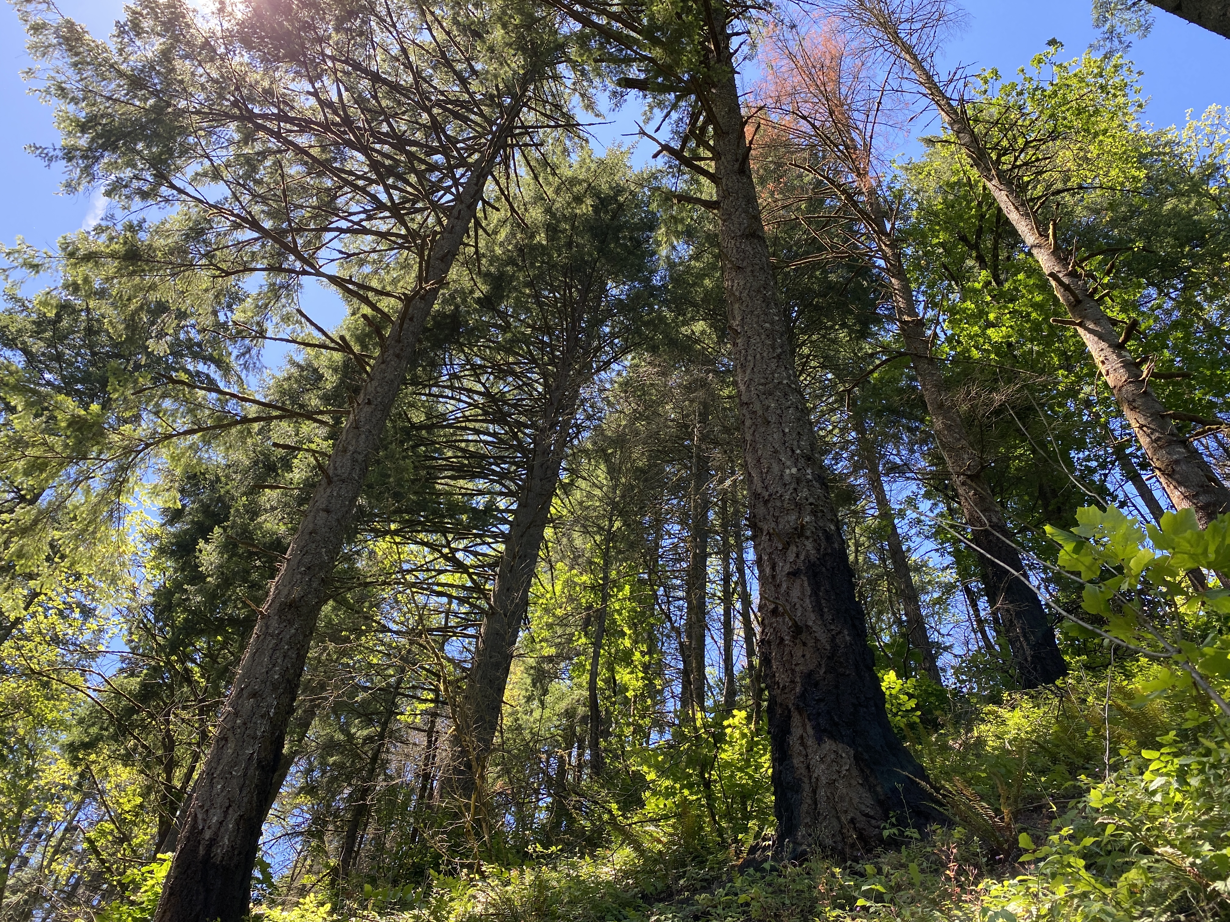 Munra Point