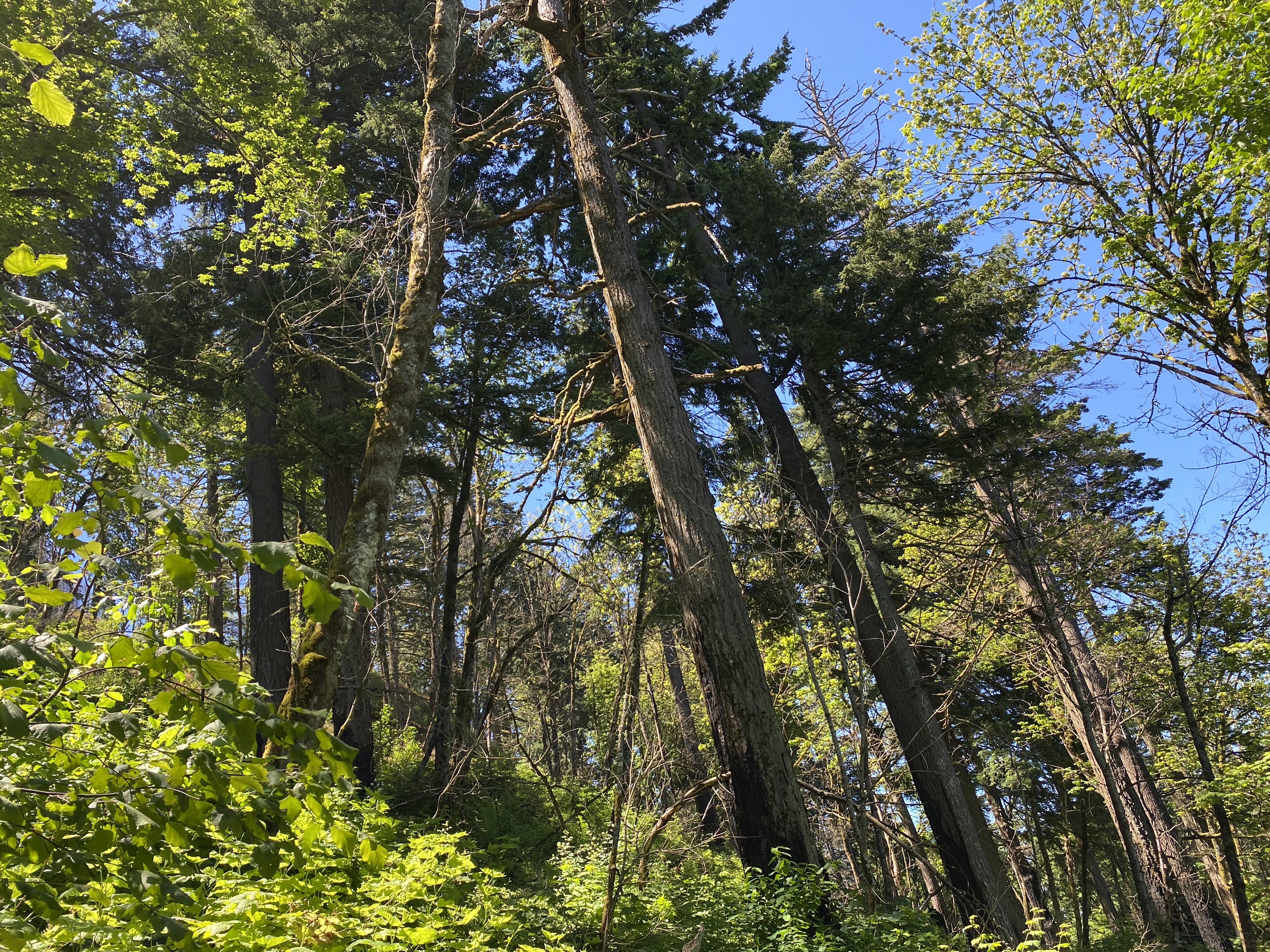 Munra Point