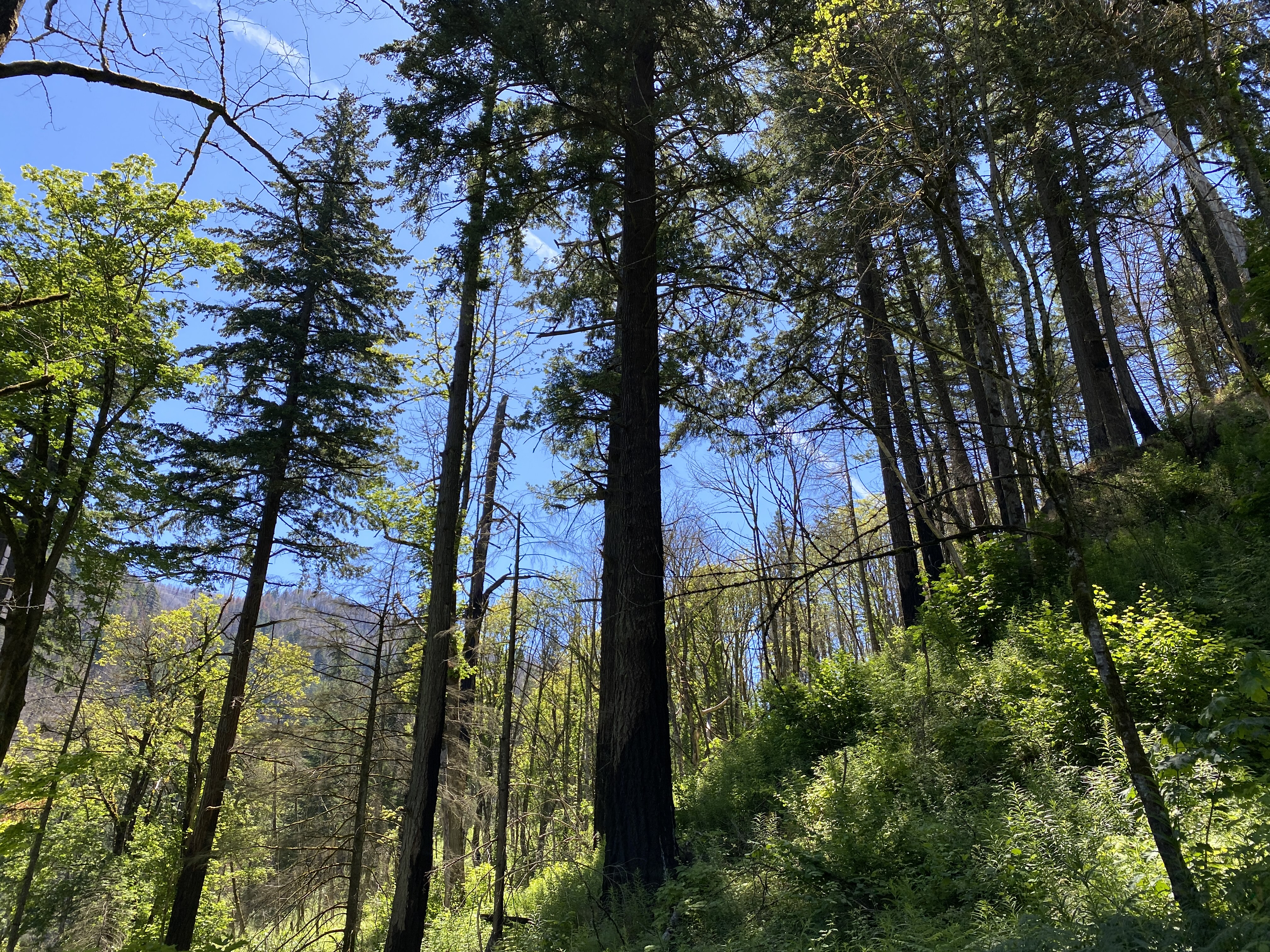 Munra Point