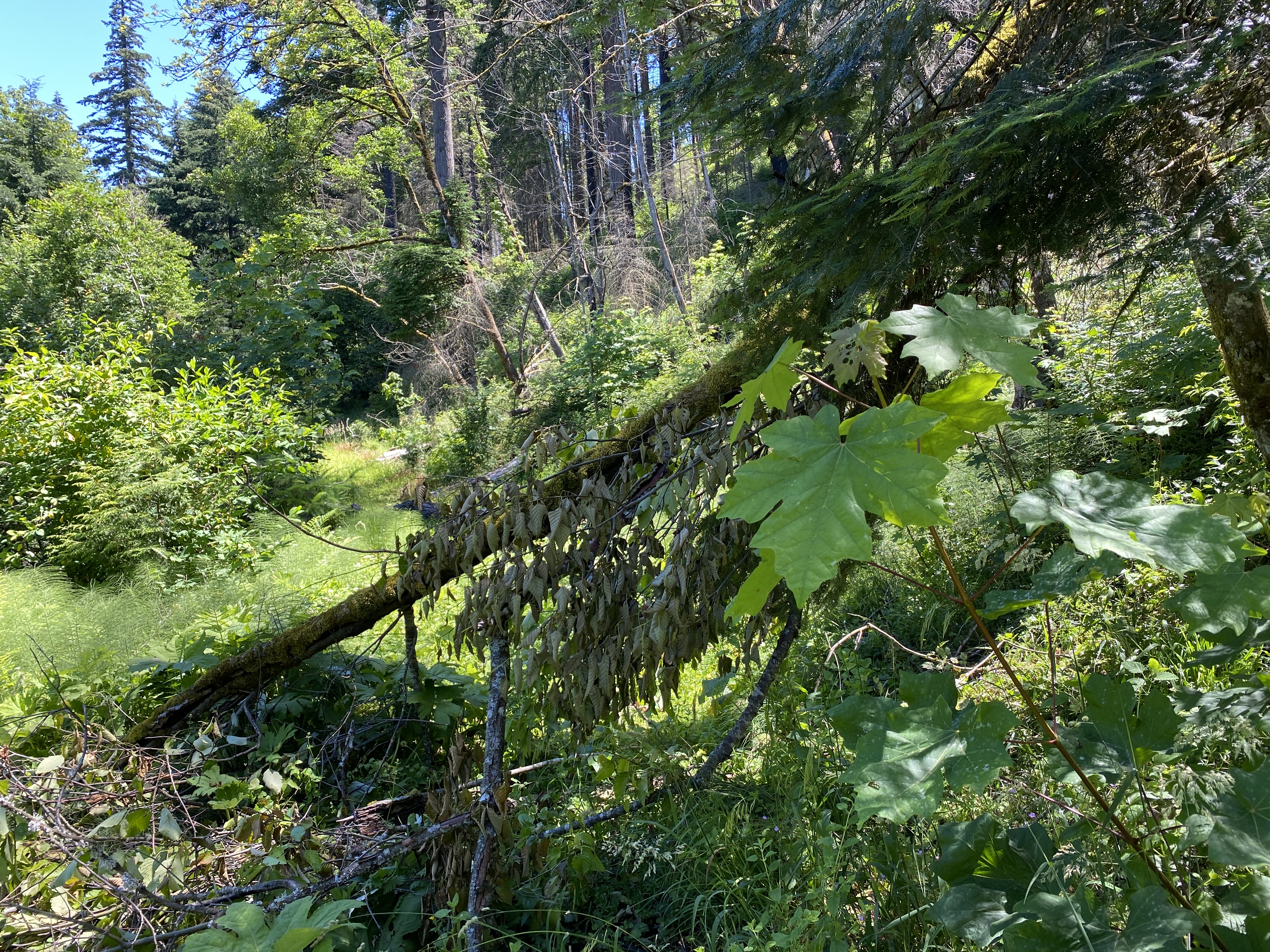 Munra Point