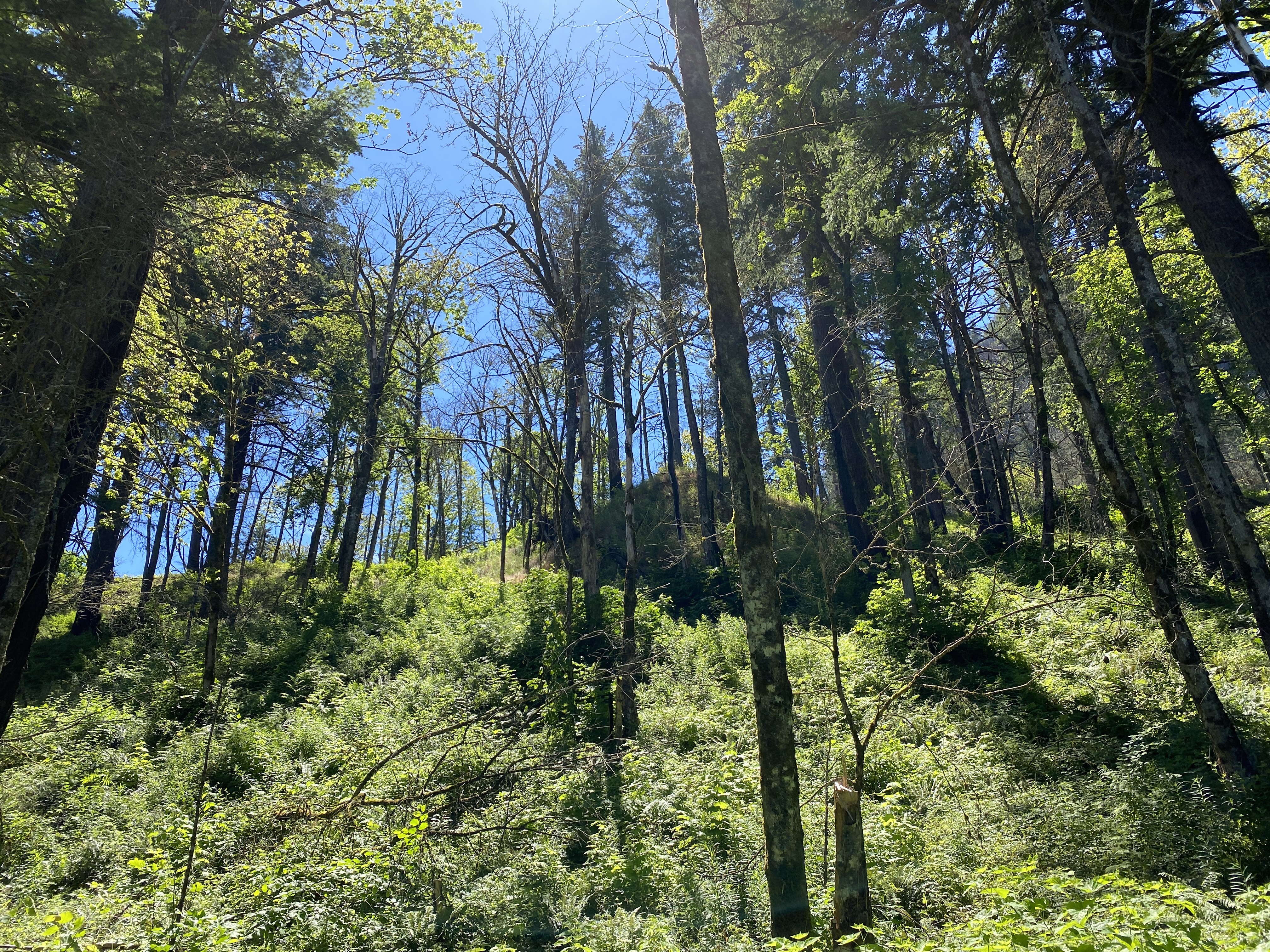 Munra Point