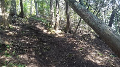 Tranquil Bluff Trail on Mackinac Island