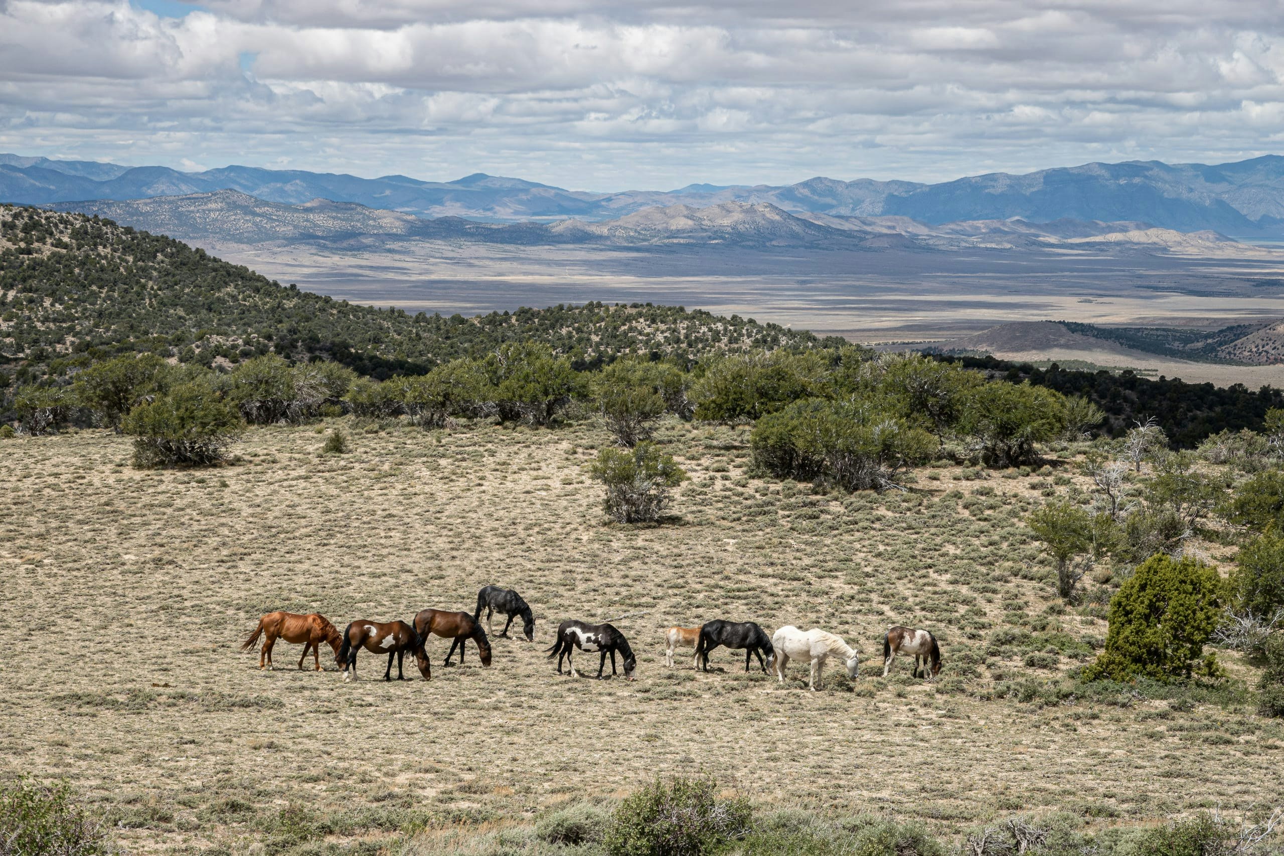 Nevada’s Wild Mustangs: A Campground Adventure You Won’t Forget!