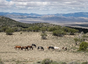 Wild Mustangs and Ghost Towns of Nevada
