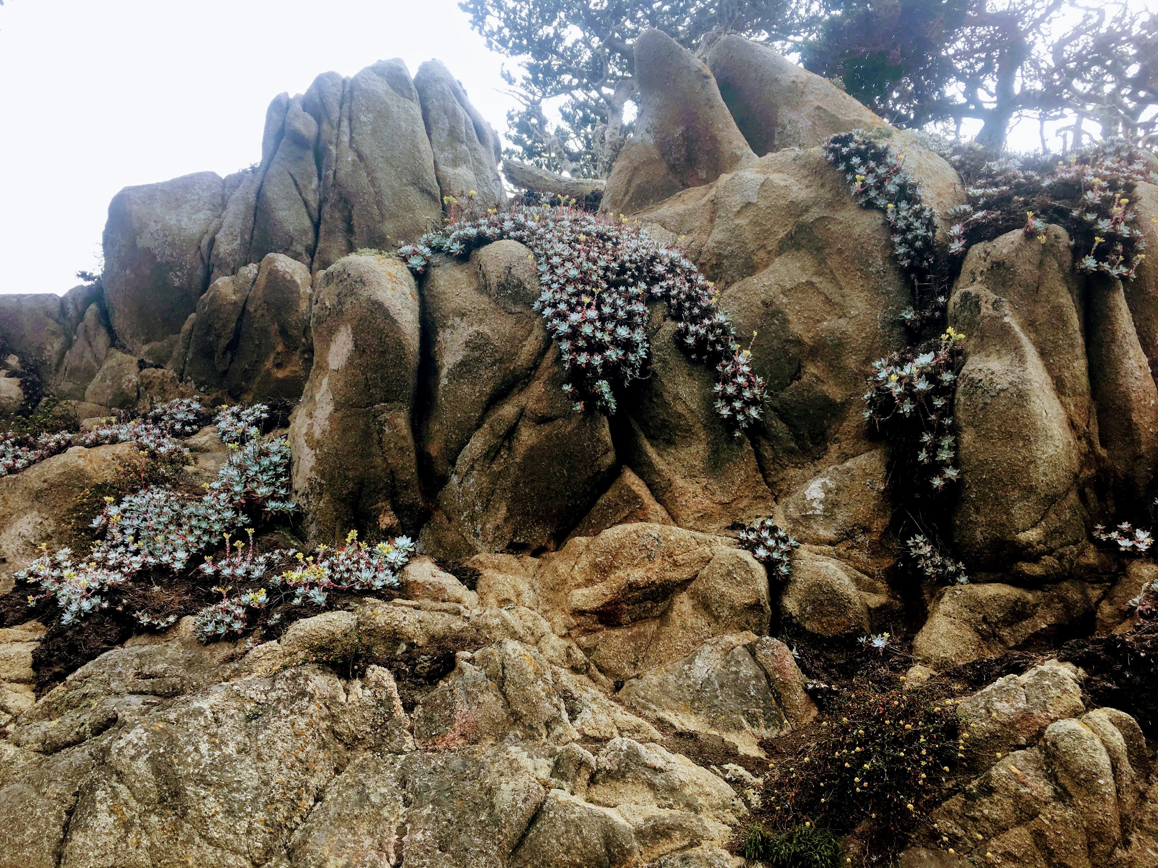 Point Lobos Natural Preserve Loop