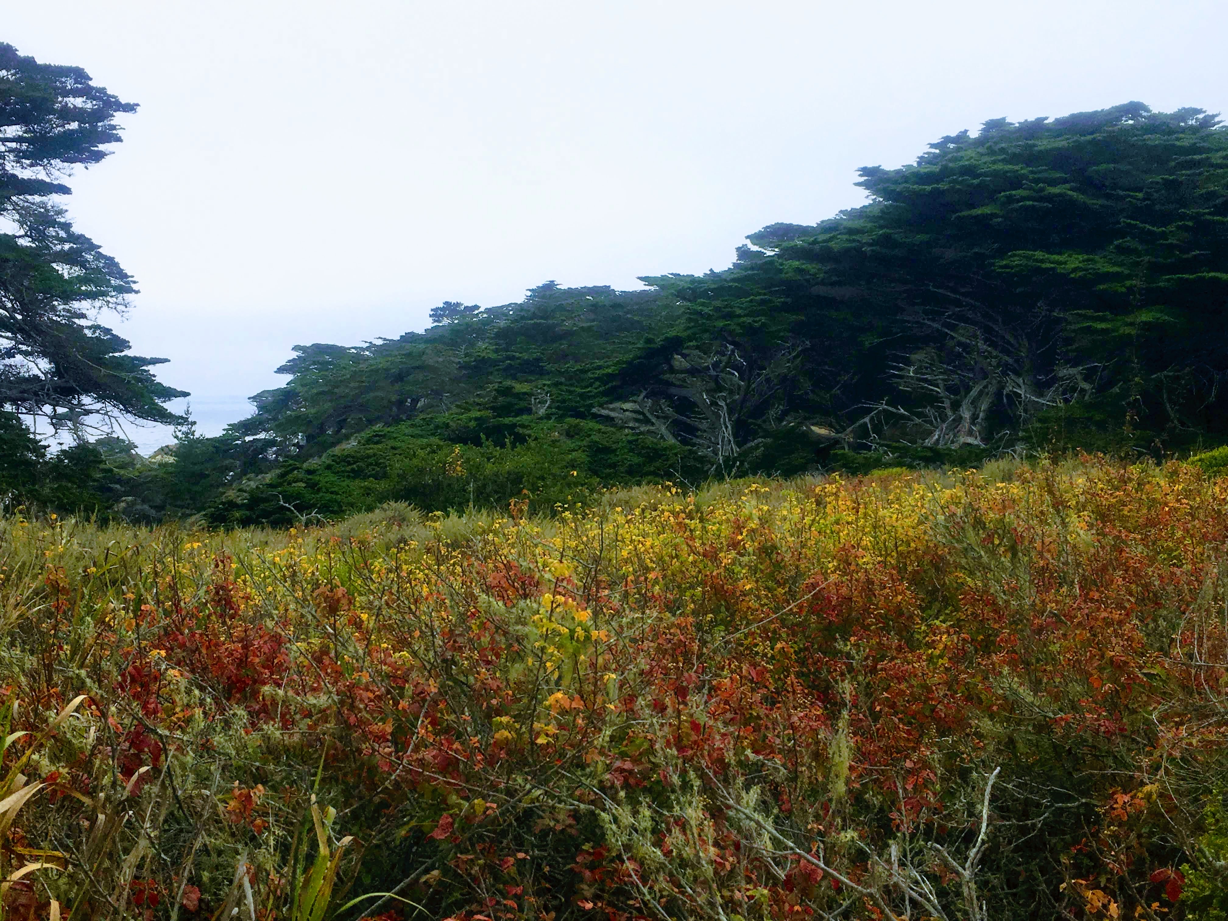 Point Lobos Natural Preserve Loop