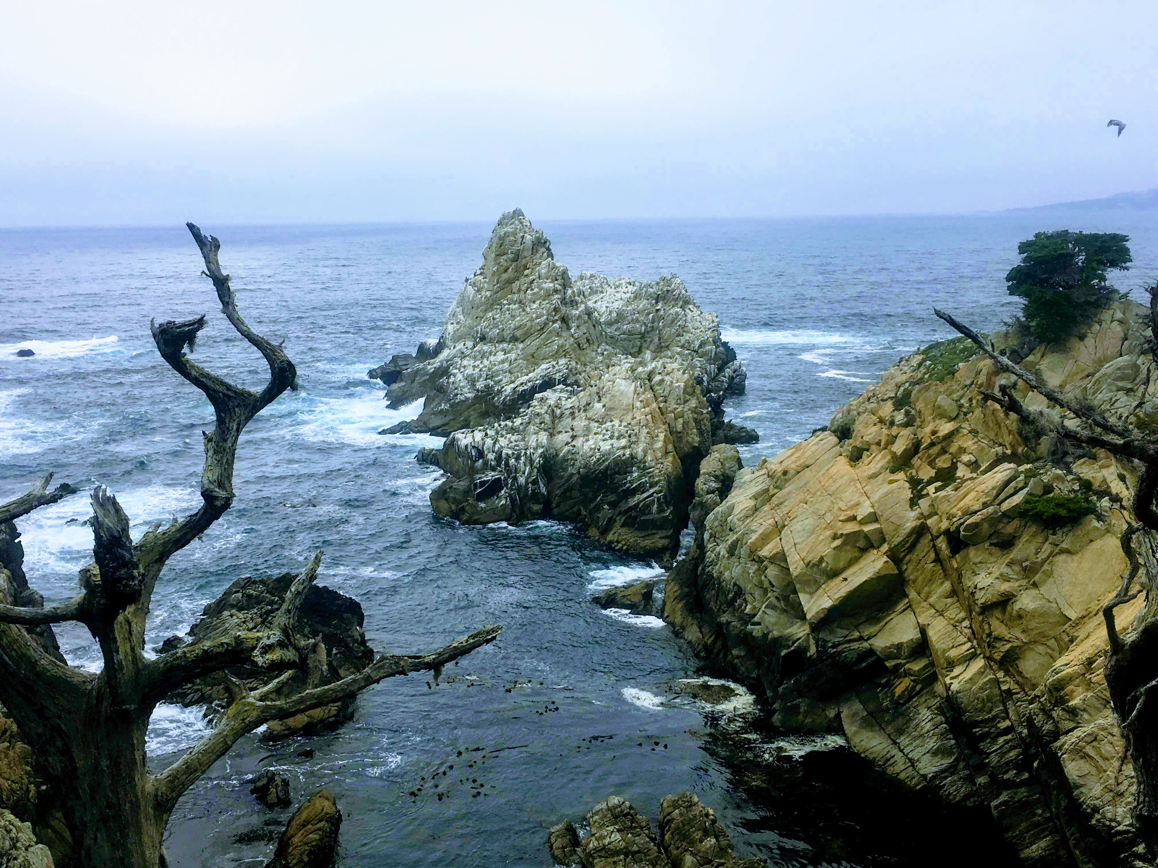 Point Lobos Natural Preserve Loop