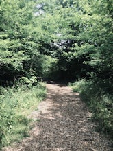 Hike through Amity Woods Nature Park