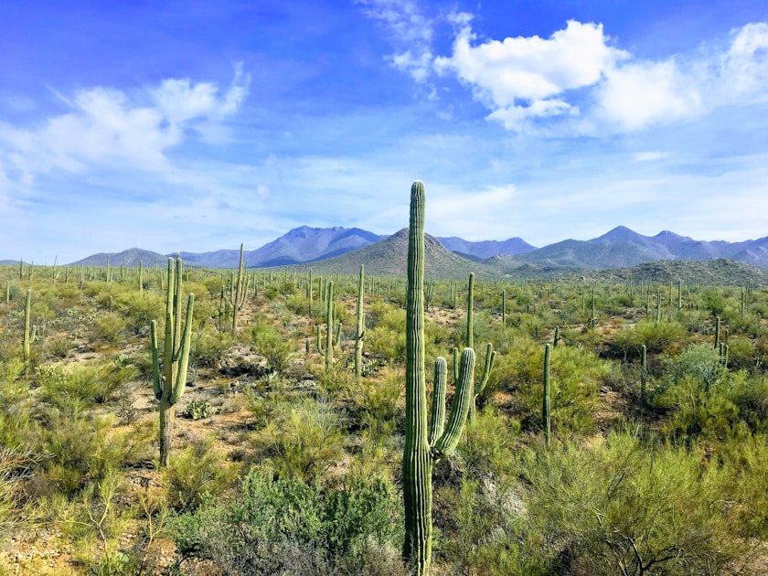 Hike Signal Hill Trail , Tucson, Arizona