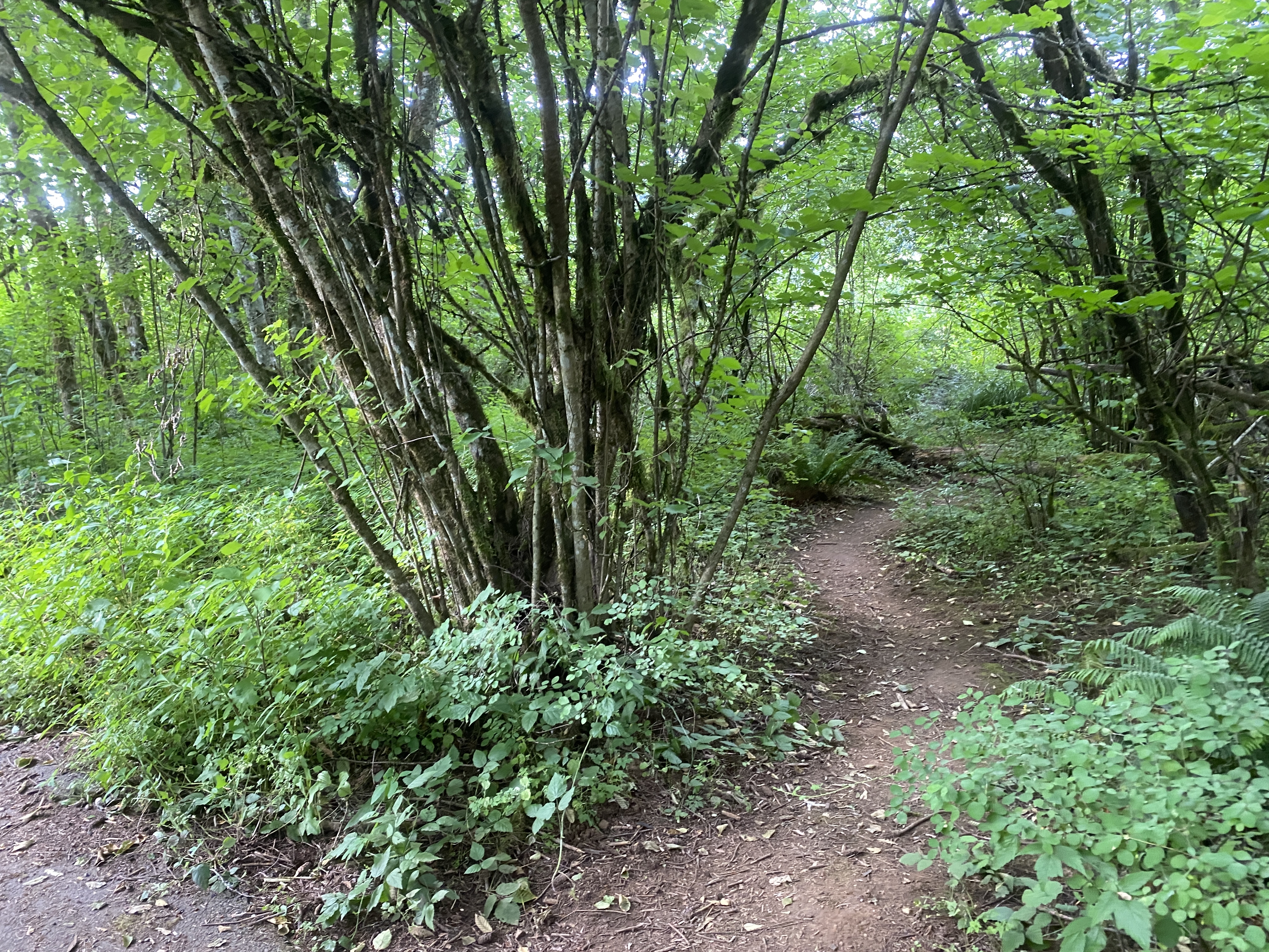 Hike Lacamas Heritage Trail
