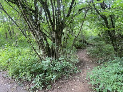 Hike Lacamas Heritage Trail