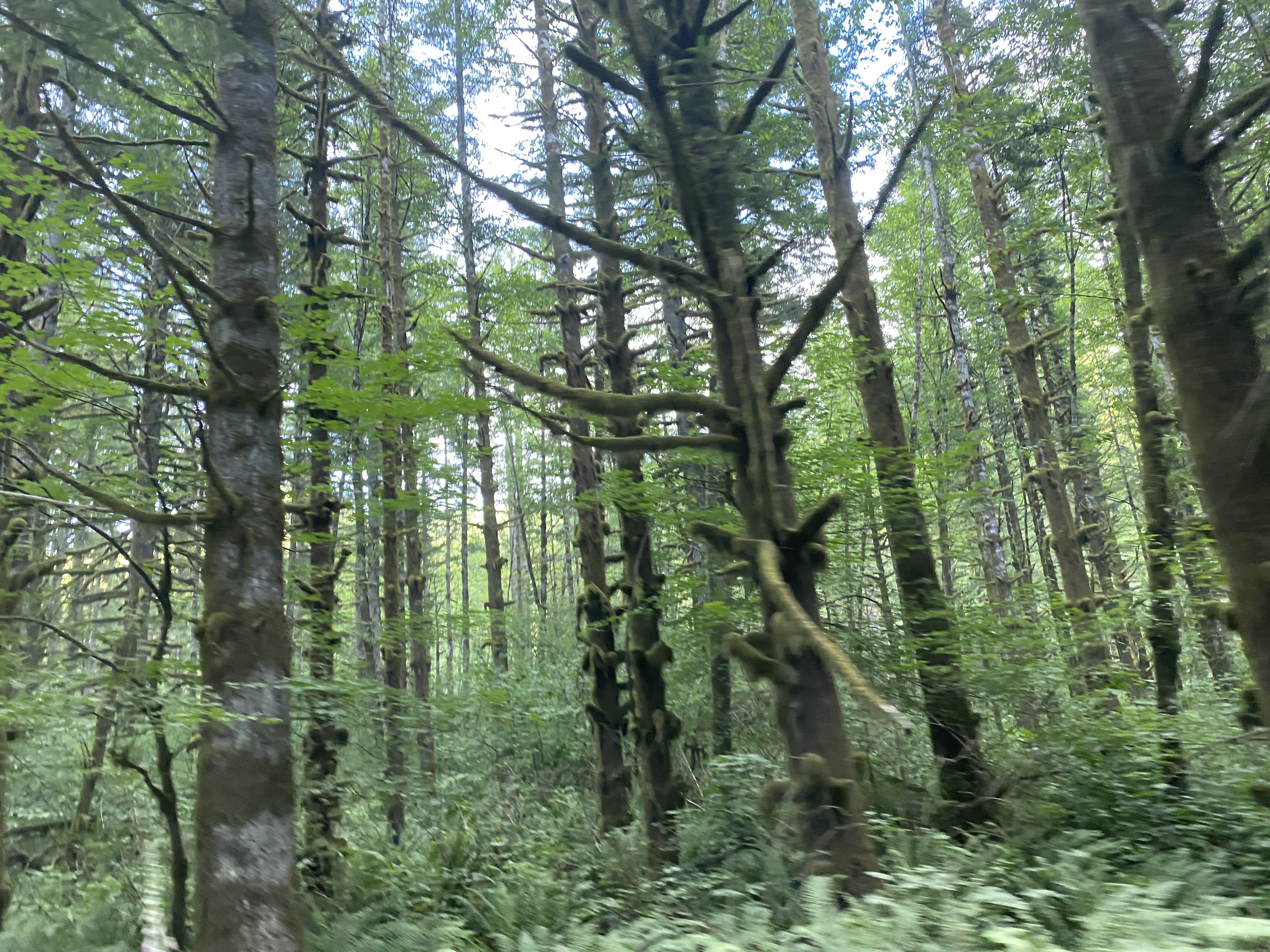 Photos: Naked Falls, Washougal, Washington