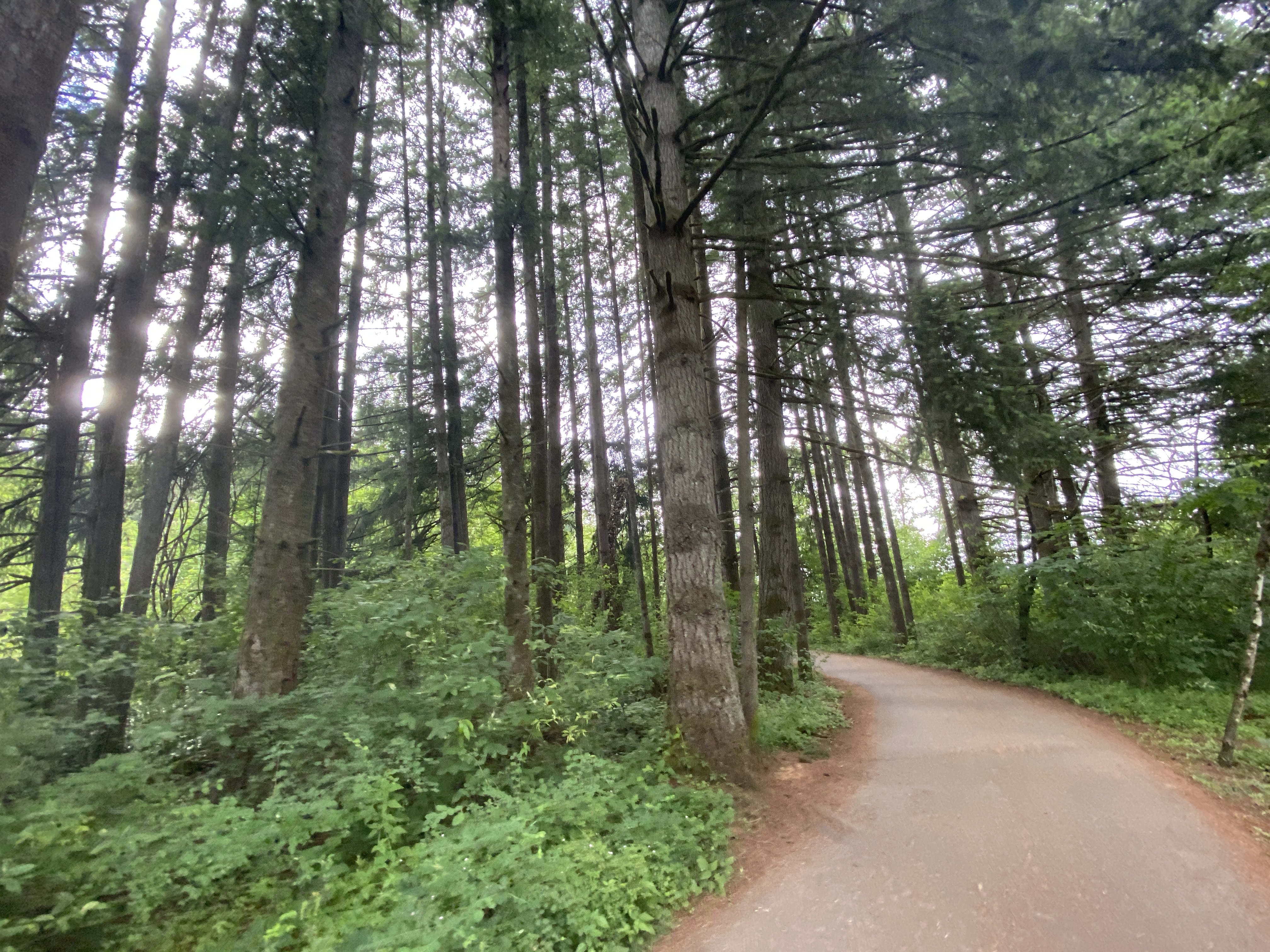 Hike Lacamas Heritage Trail