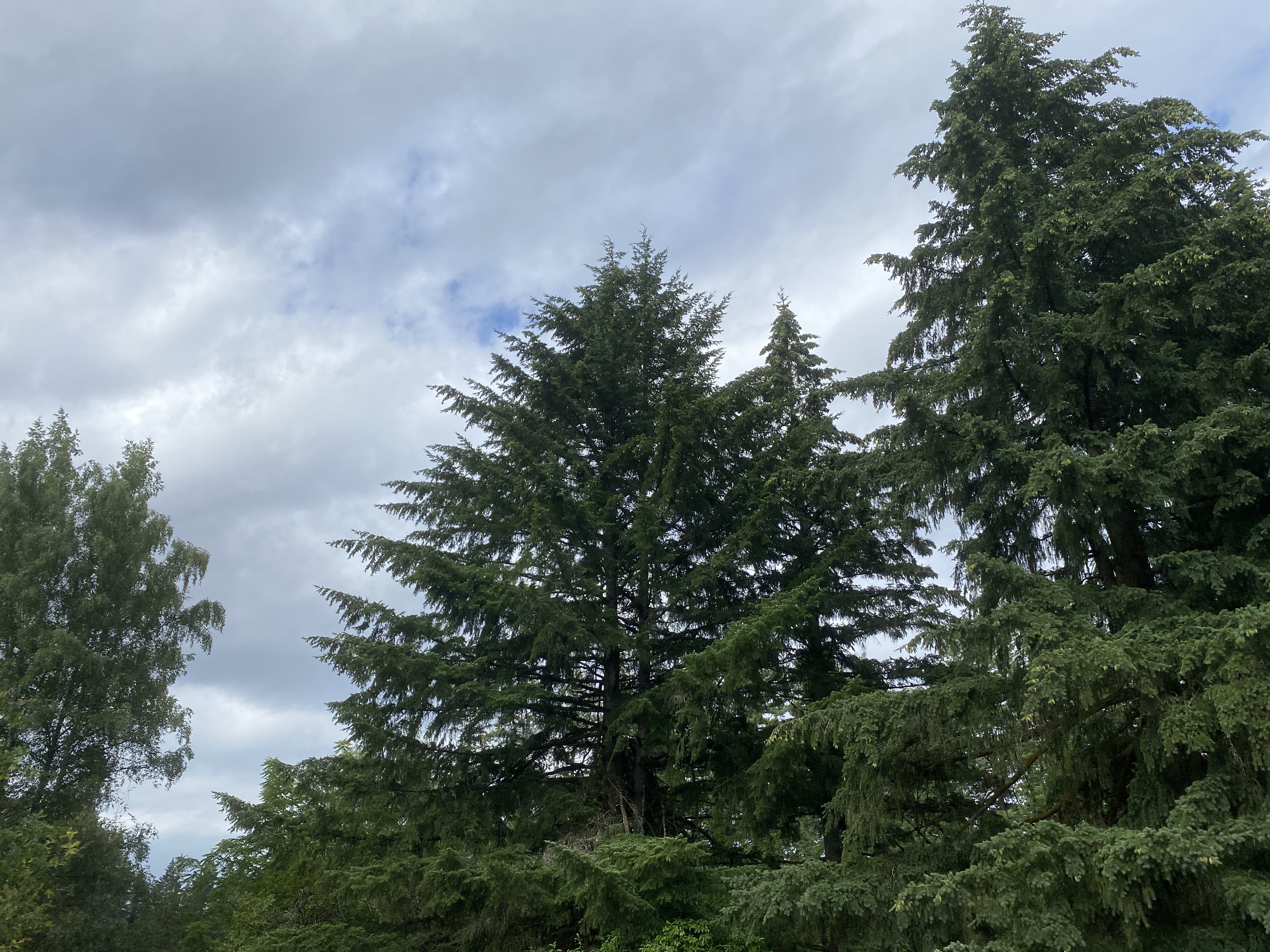 Hike Lacamas Heritage Trail