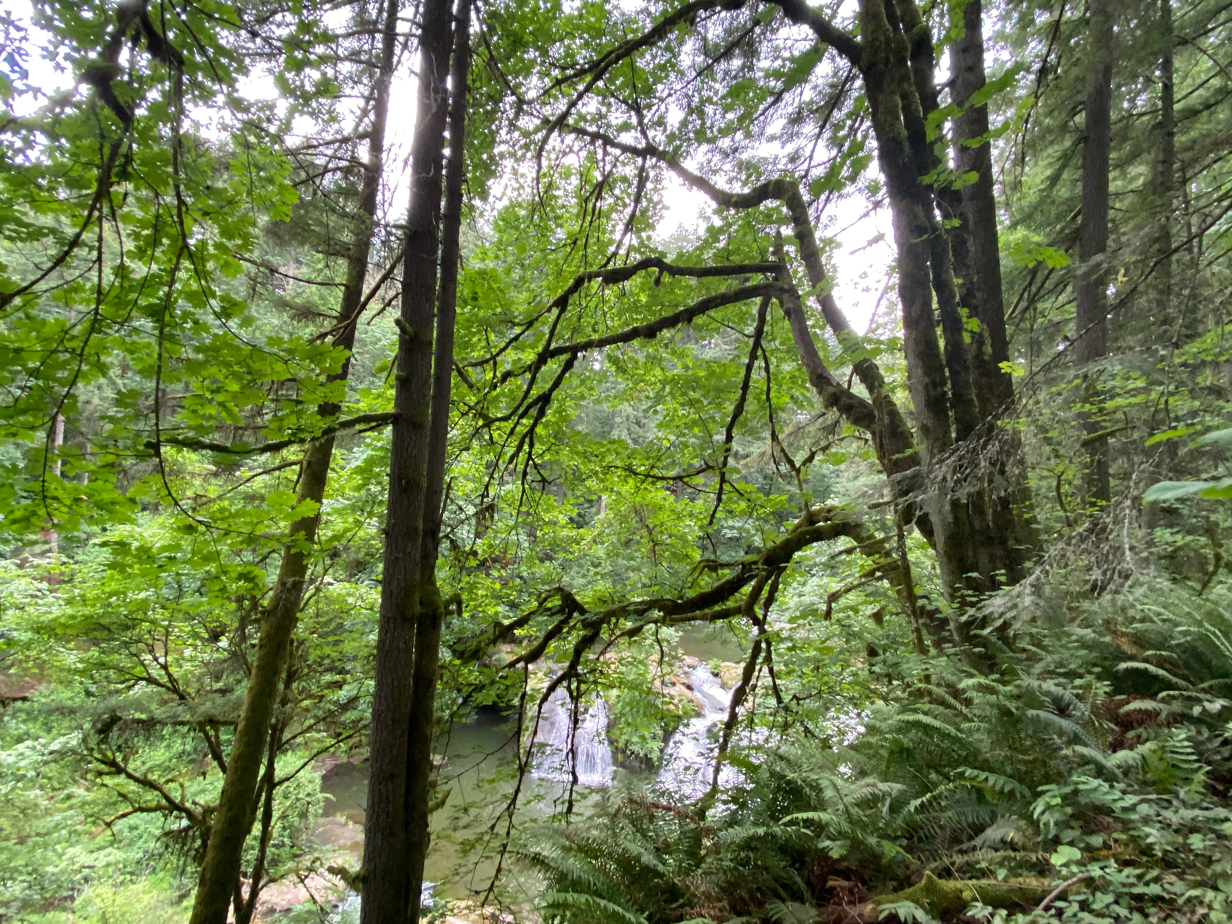 Round Lake Loop via Lacamas Creek