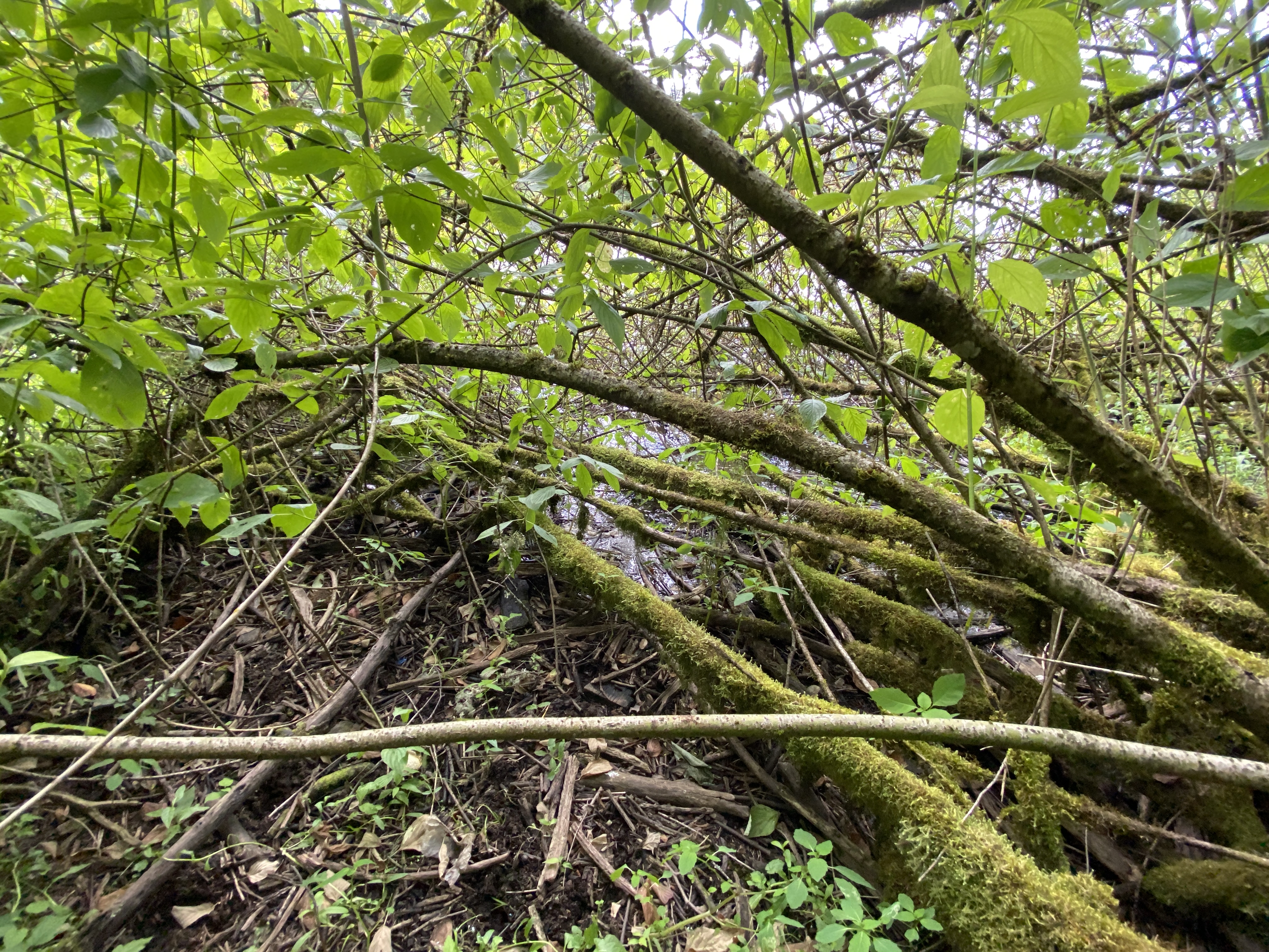Hike Lacamas Heritage Trail