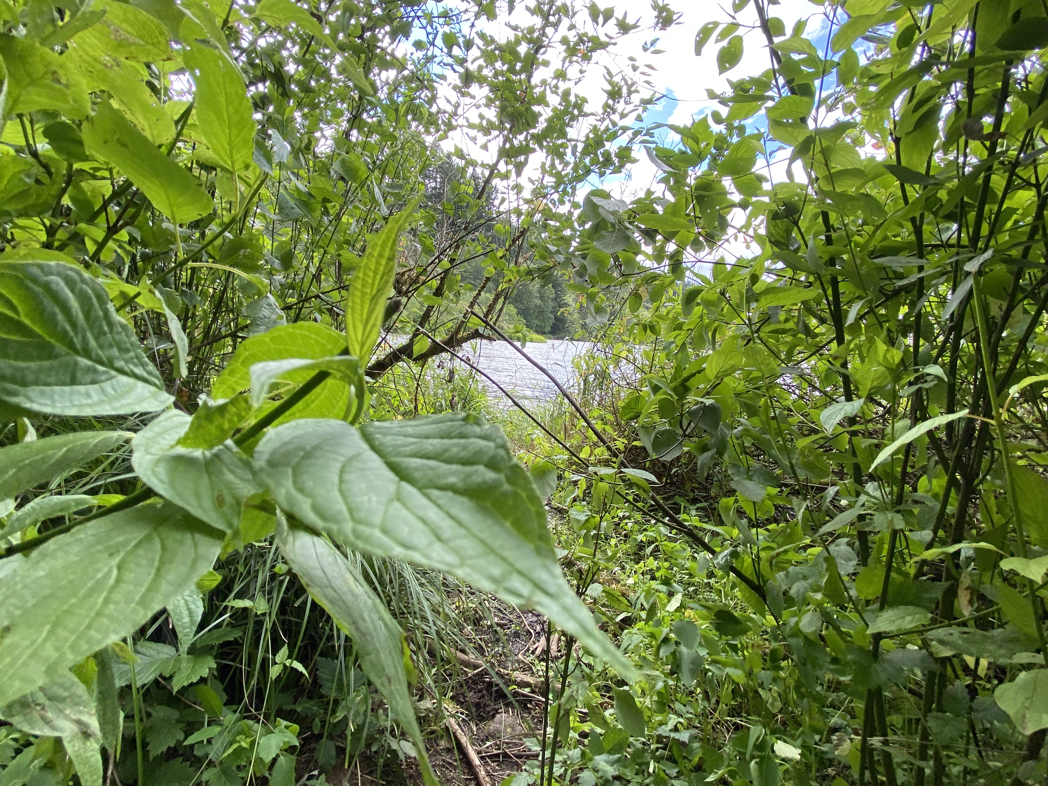 Hike Lacamas Heritage Trail