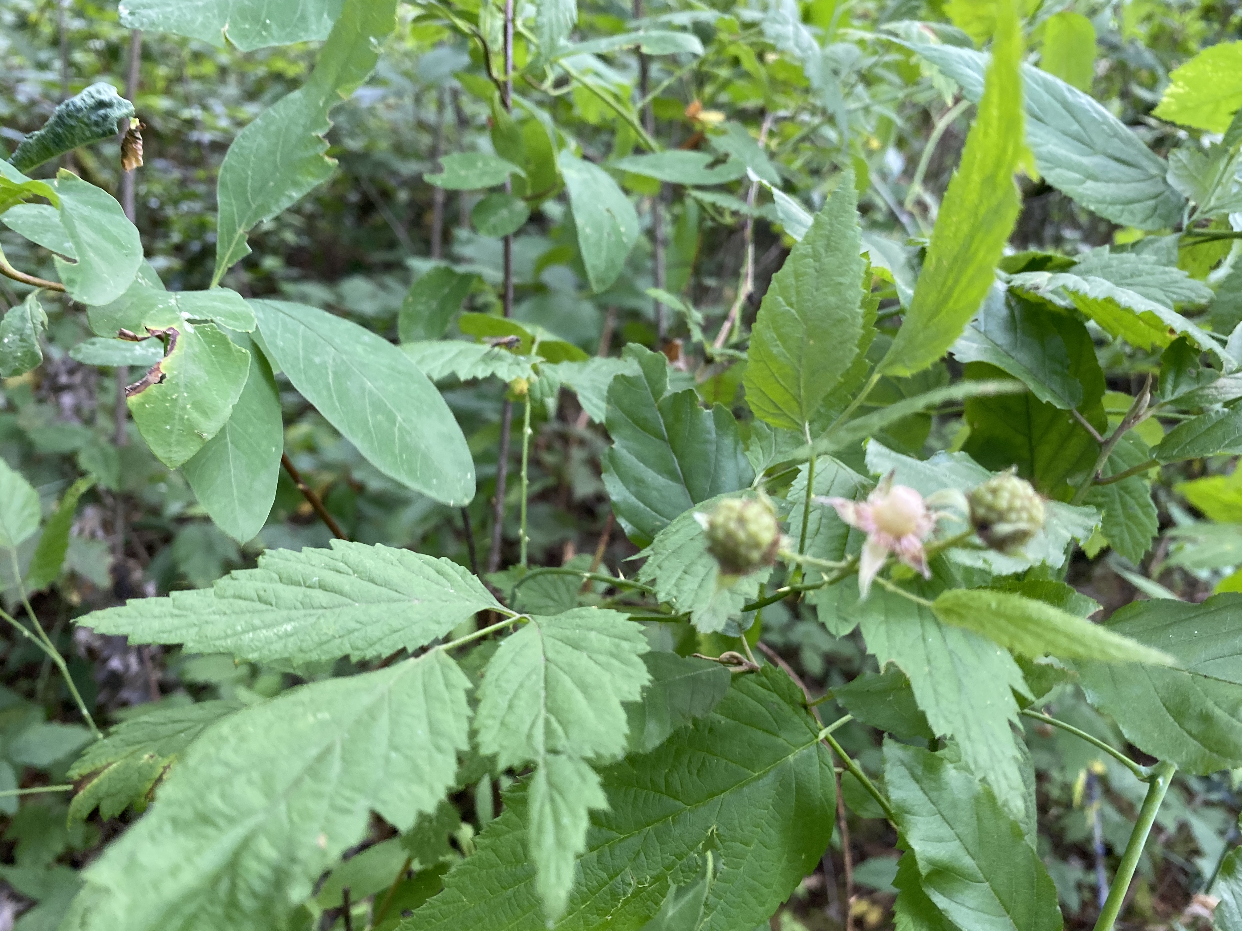 Hike Lacamas Heritage Trail