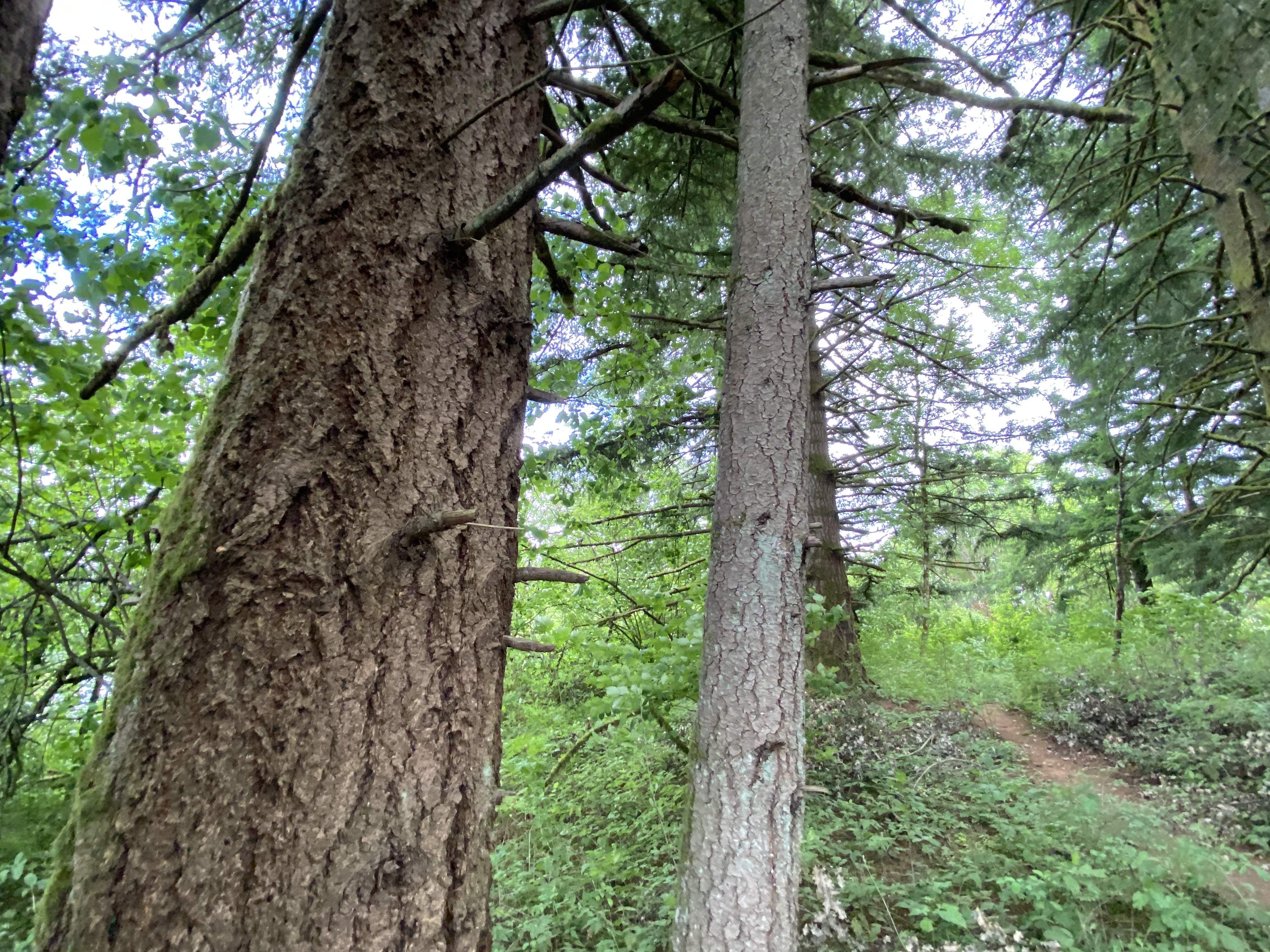 Hike Lacamas Heritage Trail