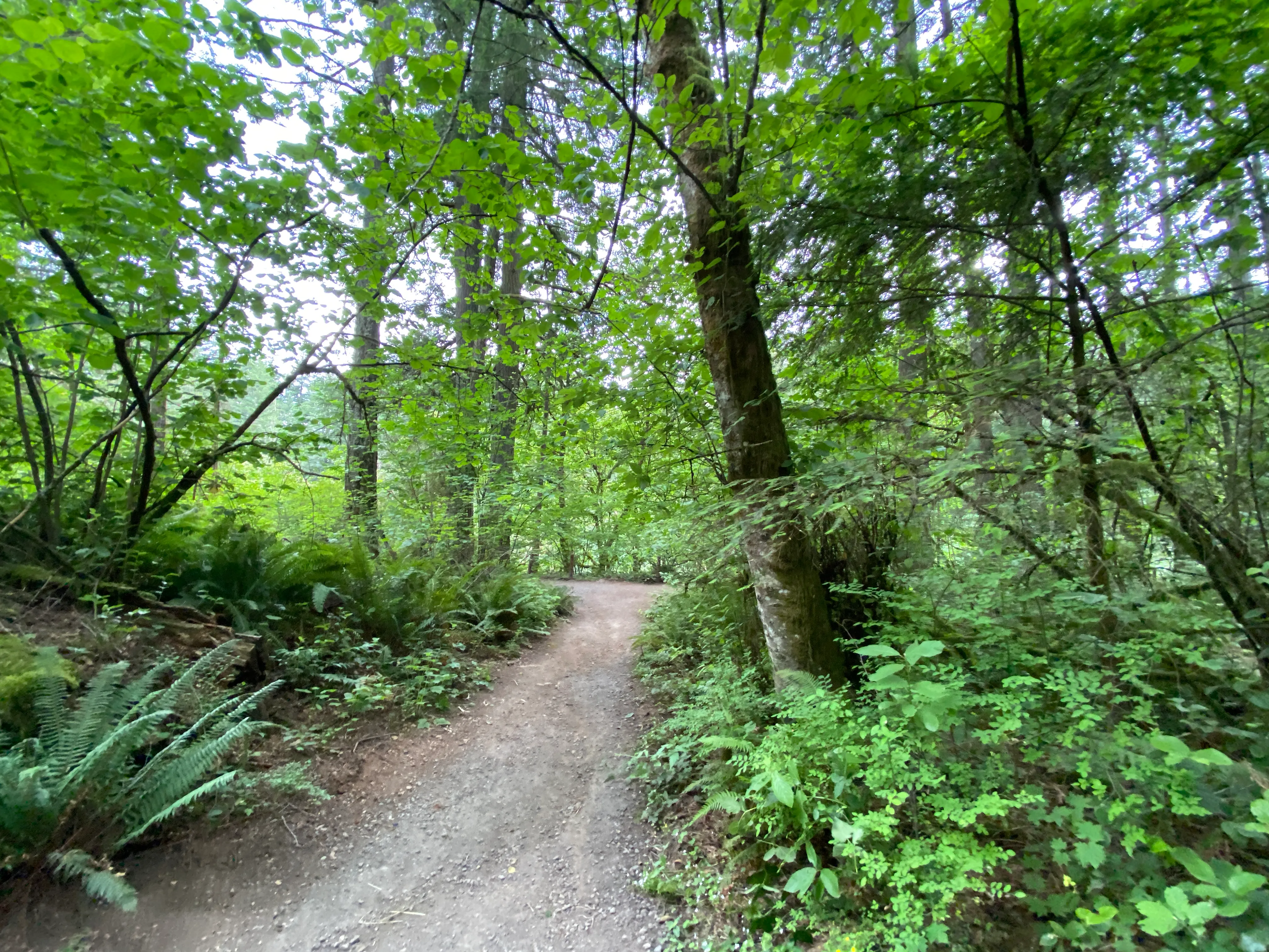 Round Lake Loop via Lacamas Creek