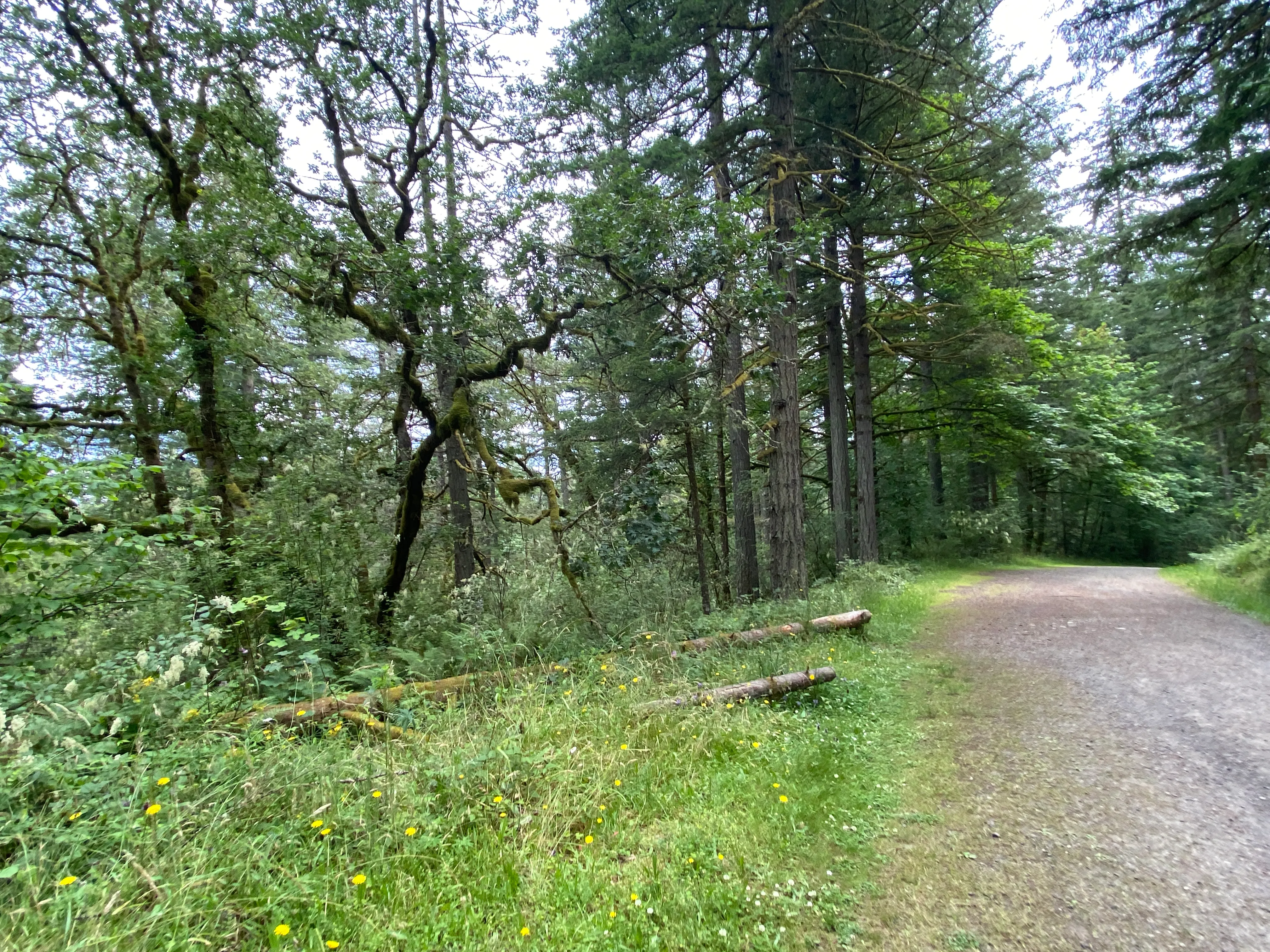 Round Lake Loop via Lacamas Creek