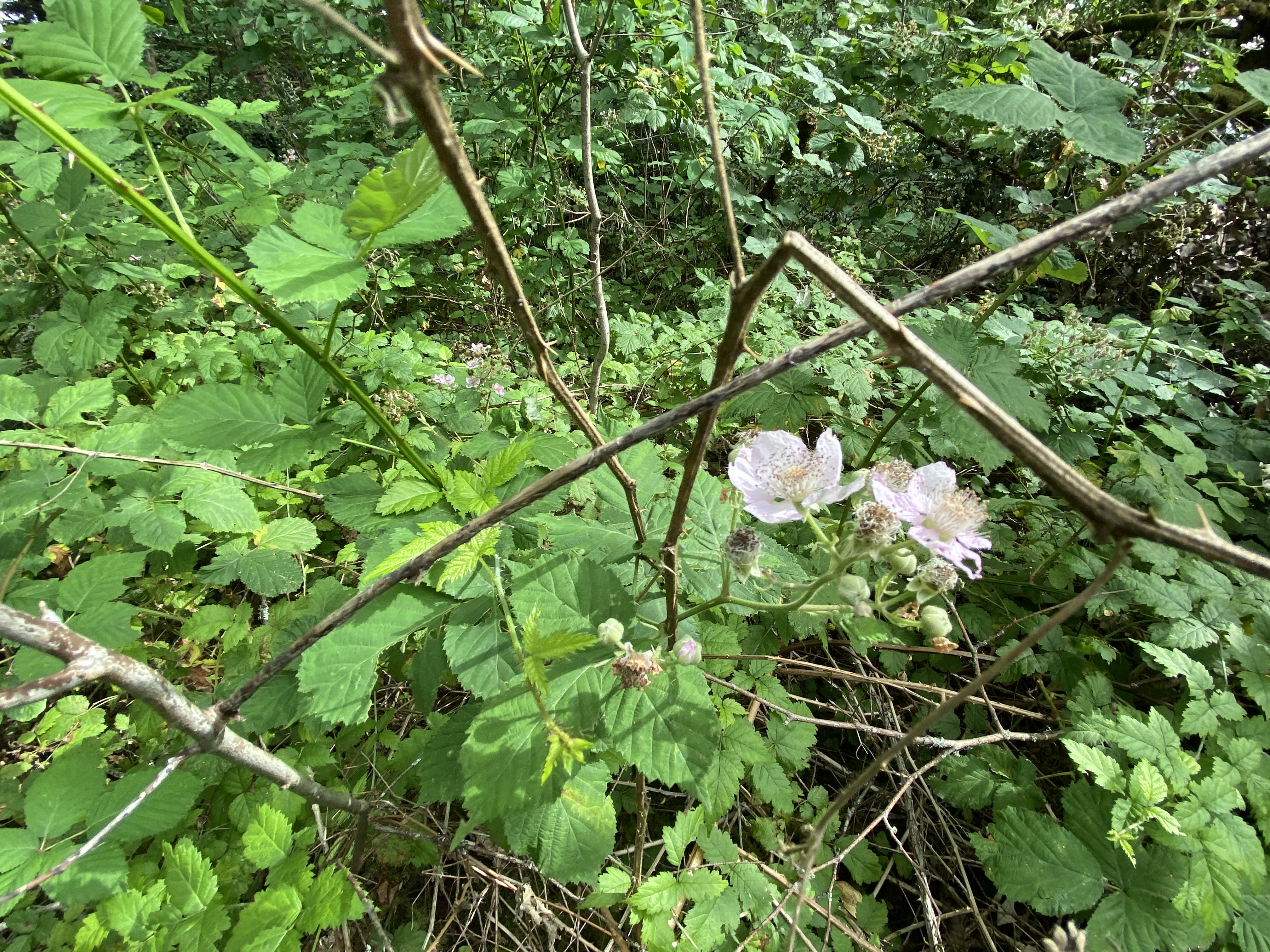 Hike Lacamas Heritage Trail