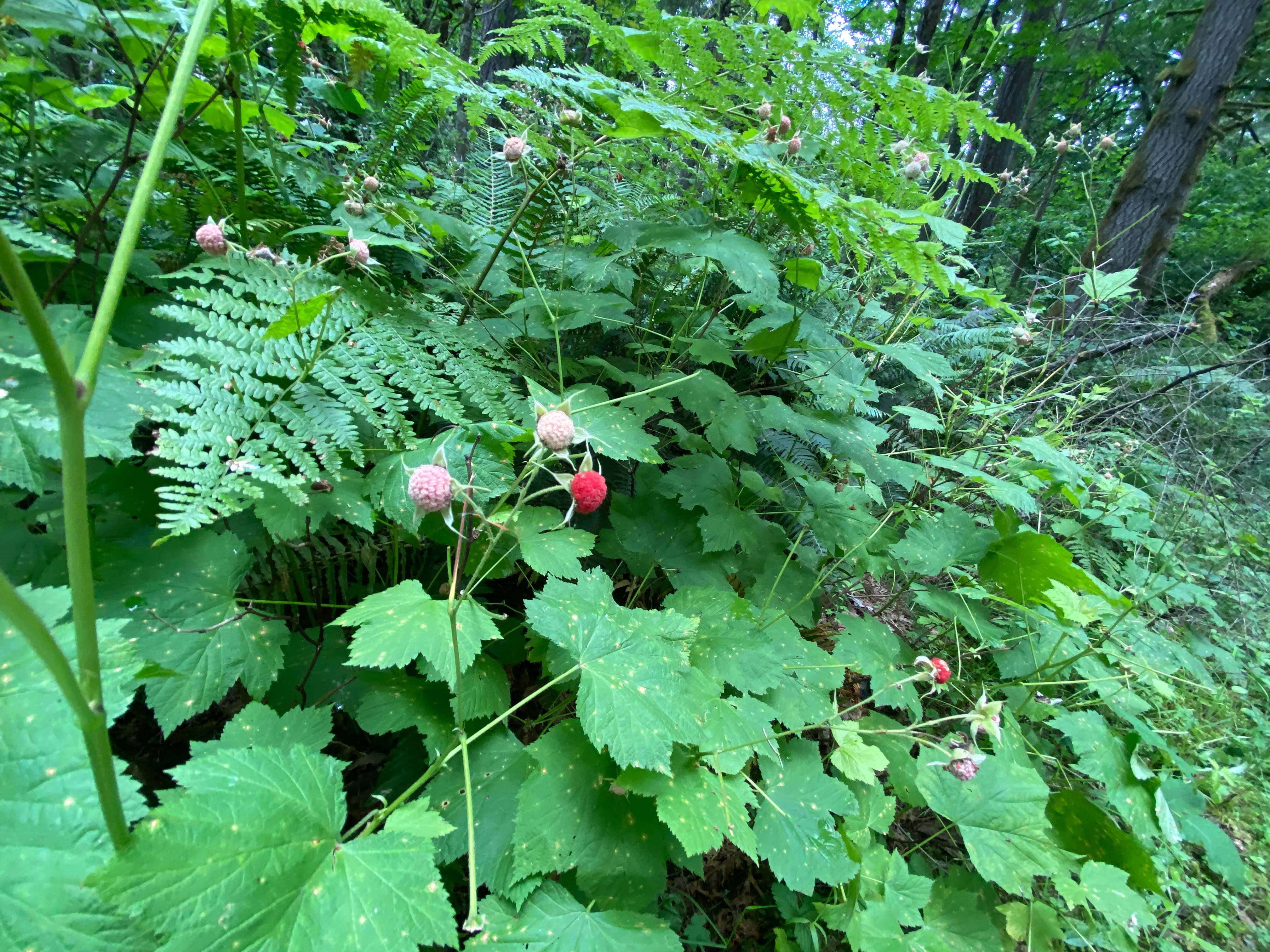 Round Lake Loop via Lacamas Creek