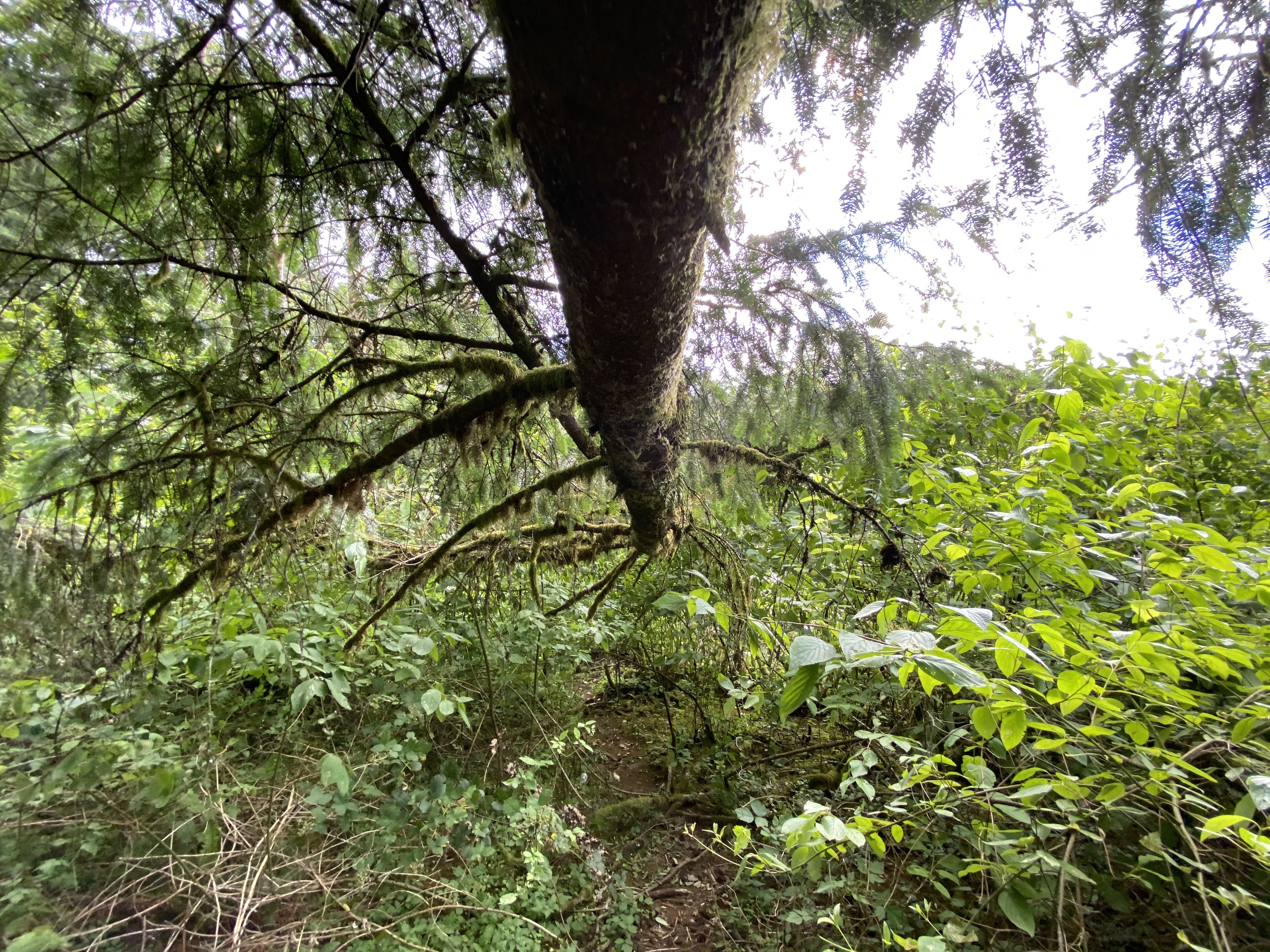 Hike Lacamas Heritage Trail